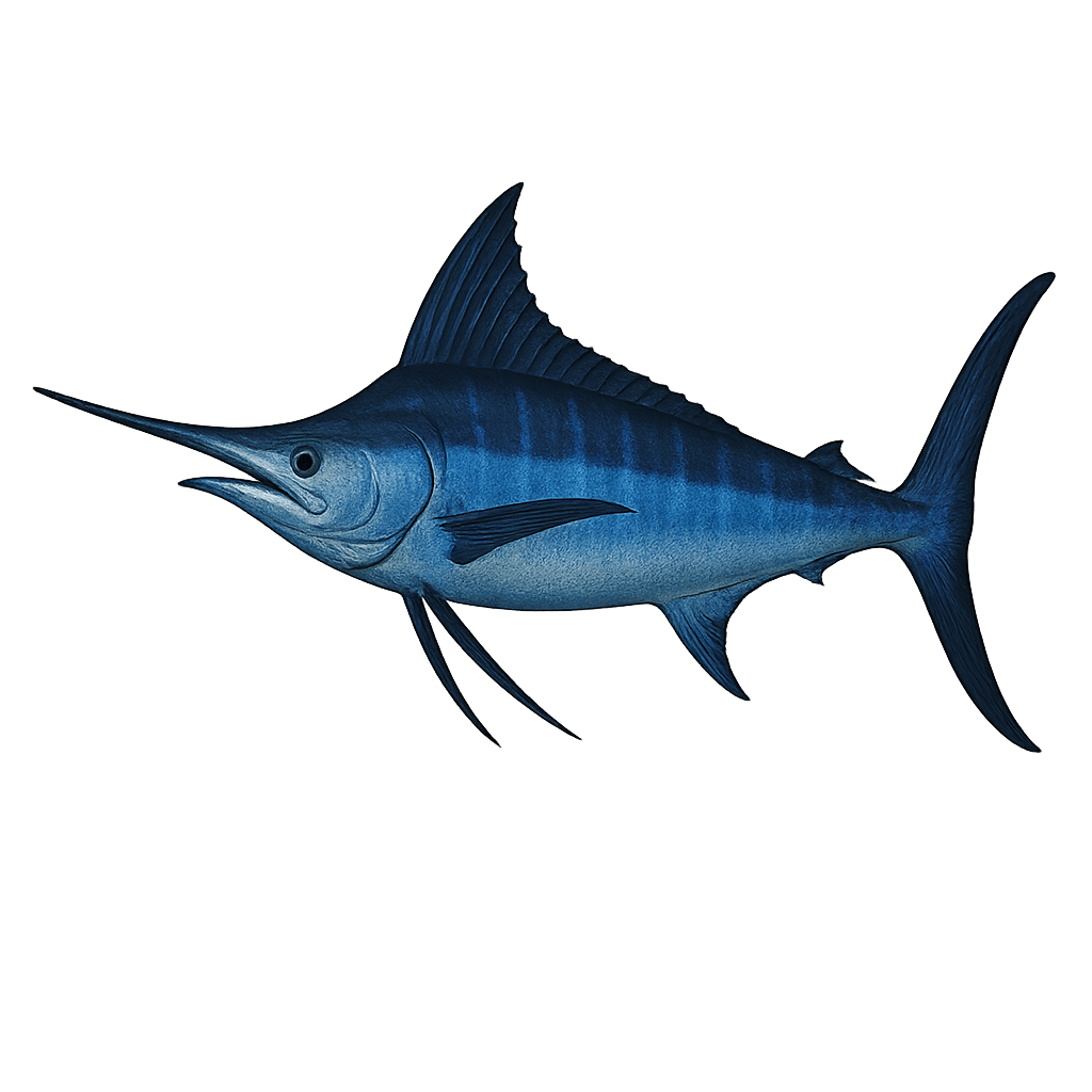 Black / Blue Marlin